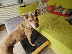 Hundesenior Hilfe Zuhause